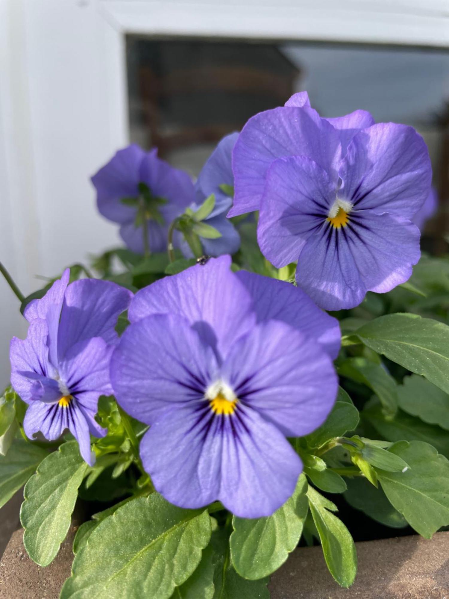 Les Hortensias Espoey Luaran gambar